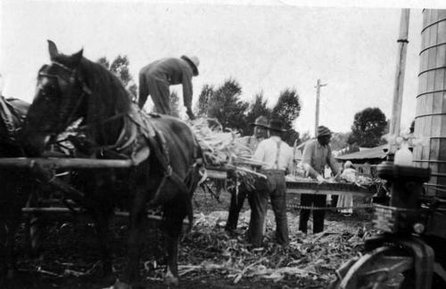 Working with the corn thresher