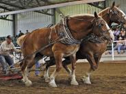 Man on plow led by horses