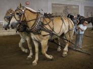 Boy on plow led by horses