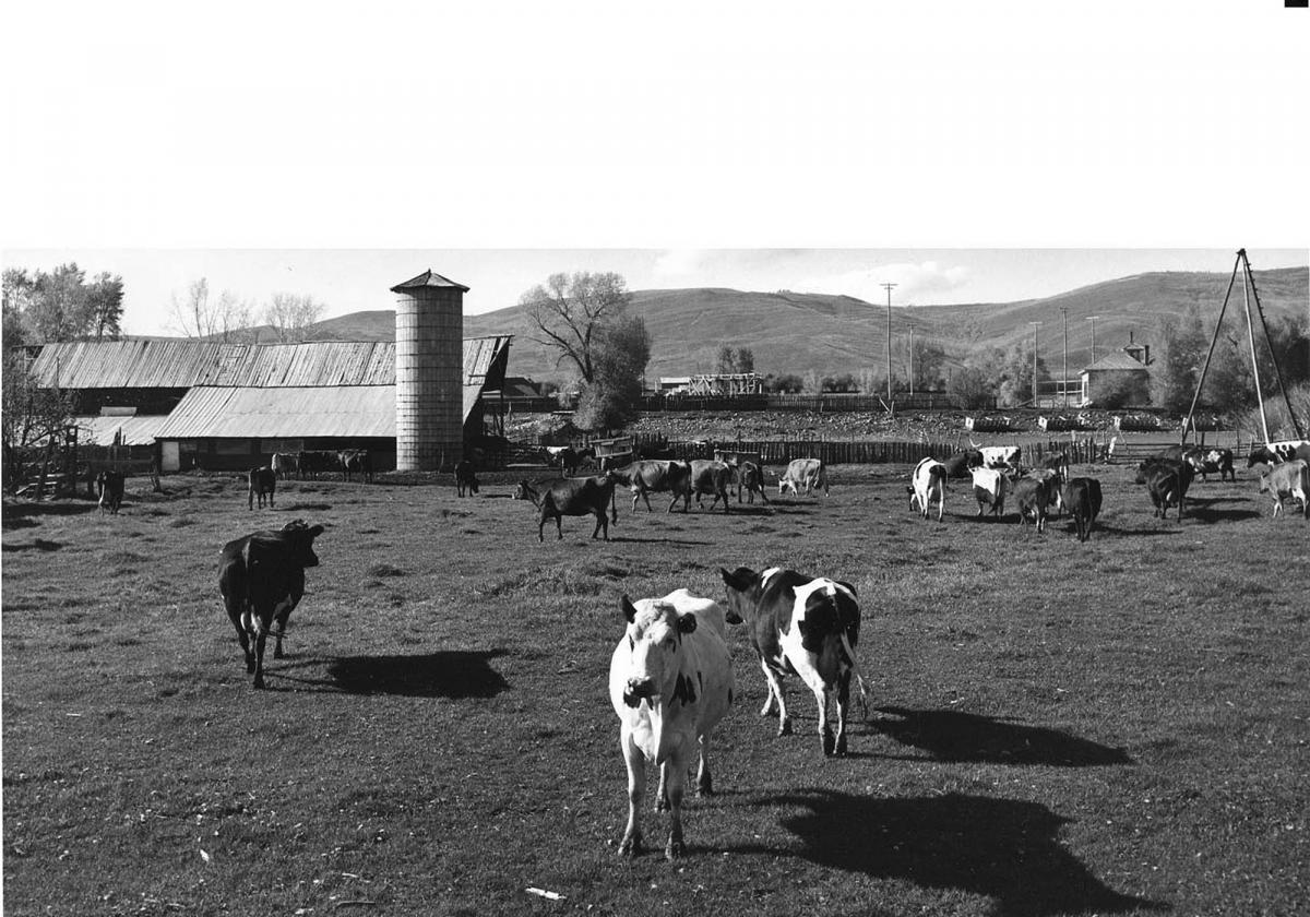 Cows graze at the historic Brooklawn Farms Dairy