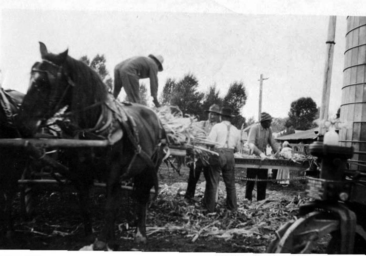 Working with the corn thresher